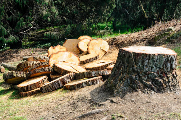 Reliable Glenwood, AR Tree Care Solutions